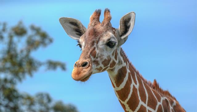 Portrait eines Giraffen ...
